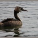 23/08/2012 - Grebe