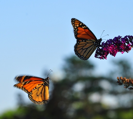 Butterfly tag by jayberg