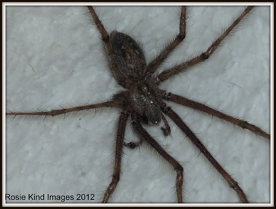 Bathroom spider by rosiekind