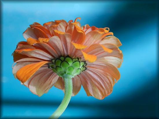 Complementary Colors by paintdipper