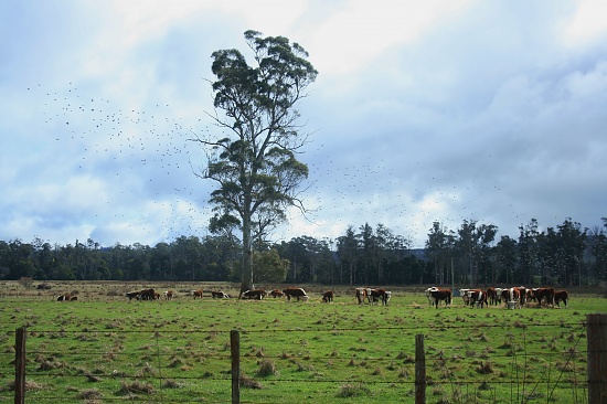 Flocking Photobombed by wenbow