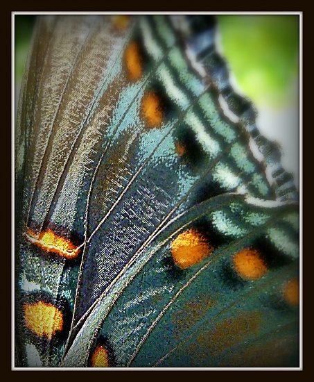 On the Wing by calm