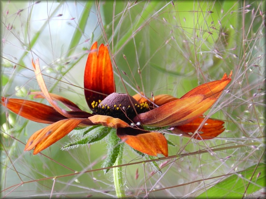 Rudbeckia Flurry by paintdipper