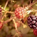 30/08/2012 - Berries