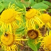 Bumble Bee Bliss