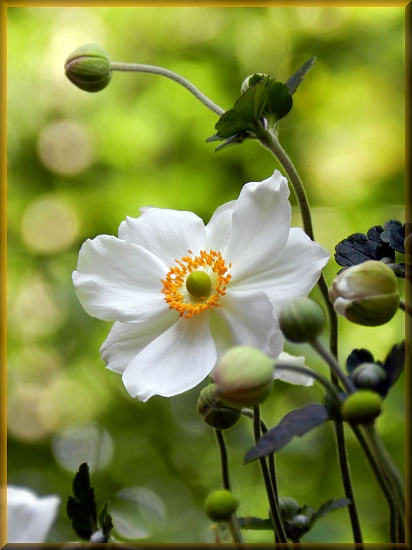 Japanese Anemone by paintdipper