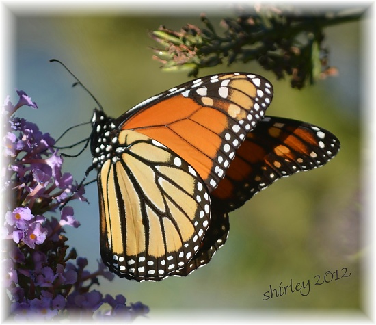 monarch by mjmaven