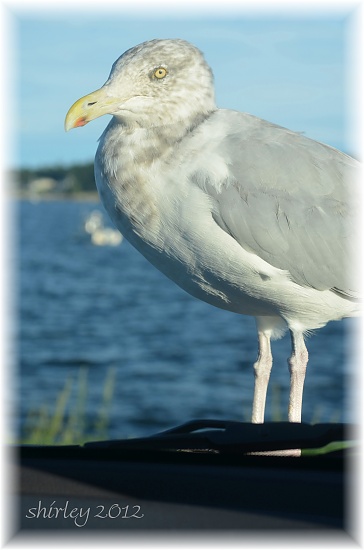 feeding the seagulls by mjmaven