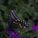 10/09/2012 - Black Swallowtail