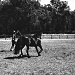 20/09/2012 - Trotting