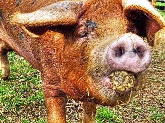 myrtle likes corn on the cob...... by jantan