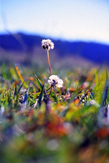 Remnant of a weed by peterdegraaff