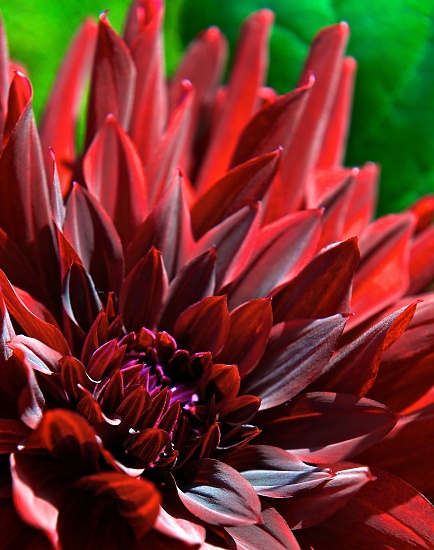 A Dahlia Day by kwind