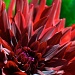 24/09/2012 - A Dahlia Day