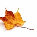 Leaf by humphreyhippo