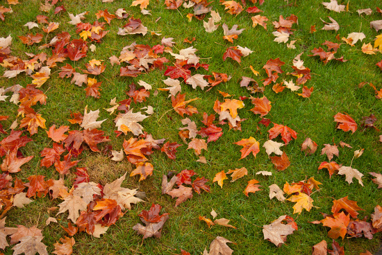 Leaves On the Grass by vickisfotos