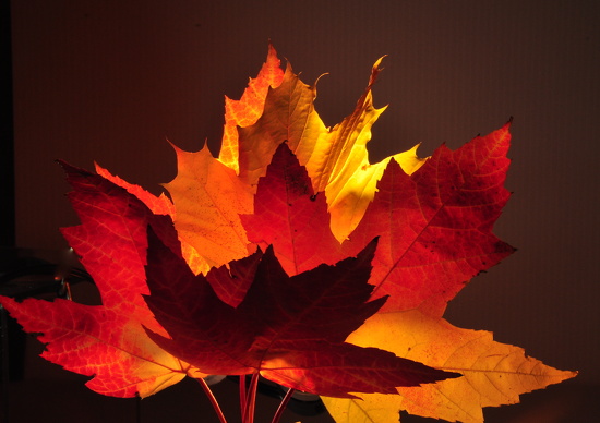 Leaf Bouquet by jayberg