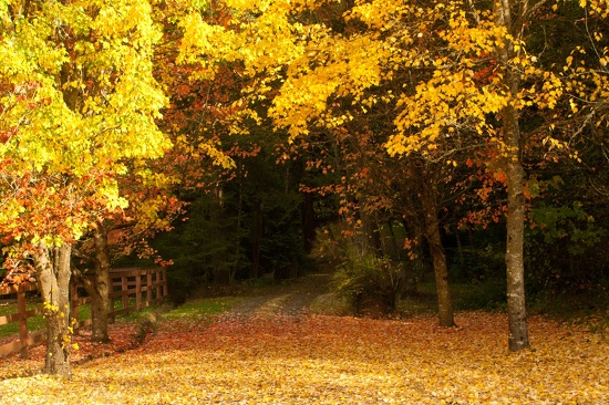 The Driveway by vickisfotos