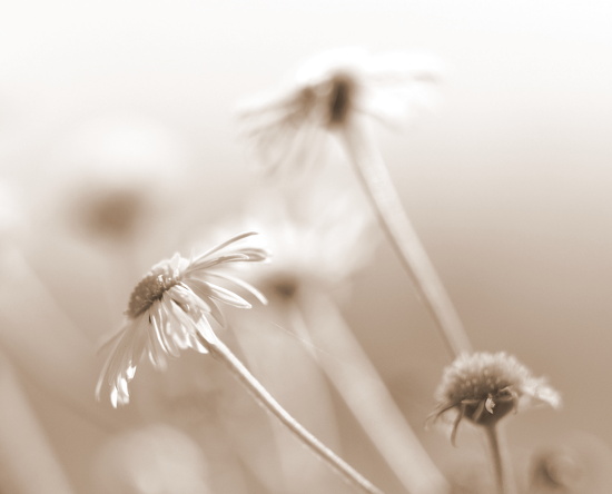 Softness.... by jayberg