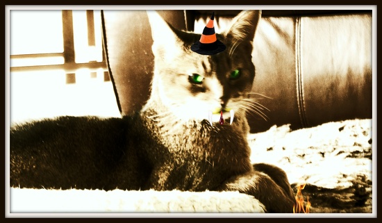 Cat looking evil by maggiemae