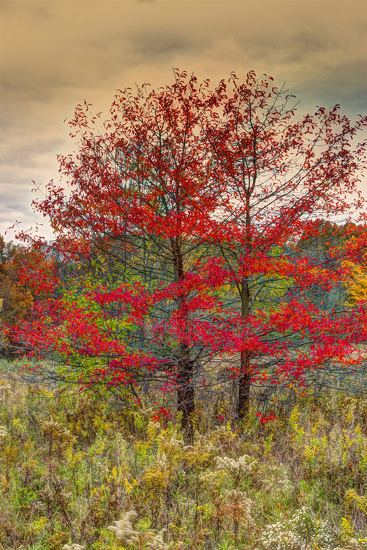 Fall Painting by skipt07