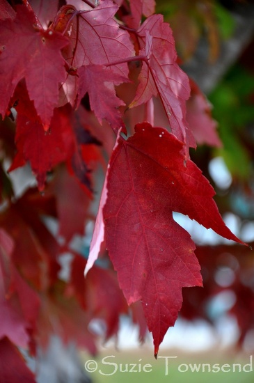 Fall Leaves by stownsend
