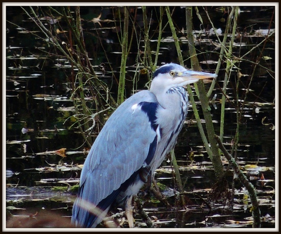 Heron by rosiekind