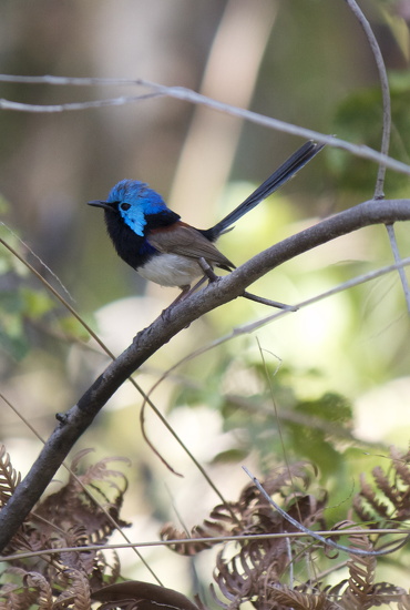 Fairy Wren by sugarmuser