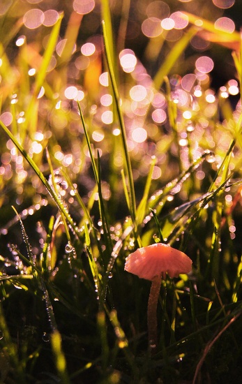 Dew by jesperani
