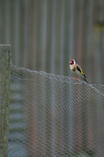 European Goldfinch by wenbow