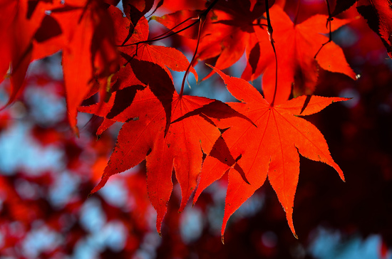 Seeing Red by lesip