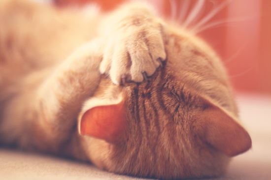 warm and cuddly by pocketmouse