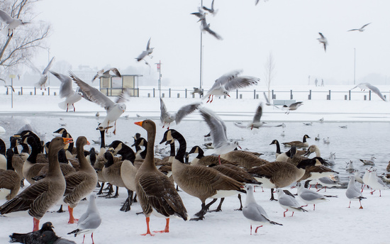 gulls by peadar