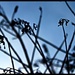 Branches
