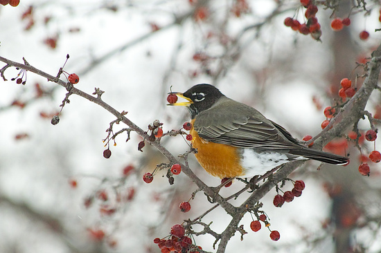 Day 33:  Early Bird by lisabell