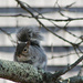 Just a Squirrel