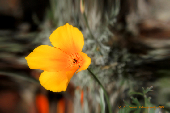 California Poppy by flygirl