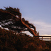 WIndblown Tree at Holman Overlook 