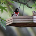 Mr. and Mrs. R.B. Grosbeak
