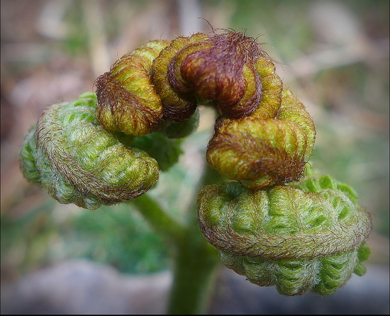 New Life by judithdeacon