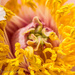 Tree Peony