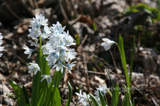 123_2013 spring by pennyrae
