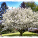 White Crabapple Tree