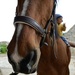Filou and the tiny rider 