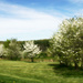Orchard