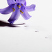 Bluebell