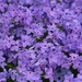  Purple Petal Carpet