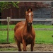 My friend the chestnut mare