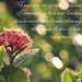Sweet Flower of Love