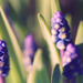 In Mom's garden